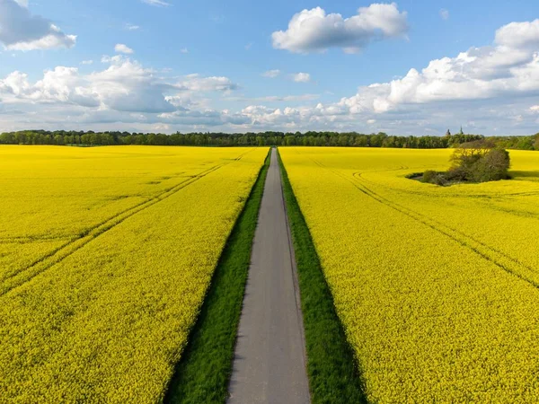 A cannoli yellow fields in Denmark