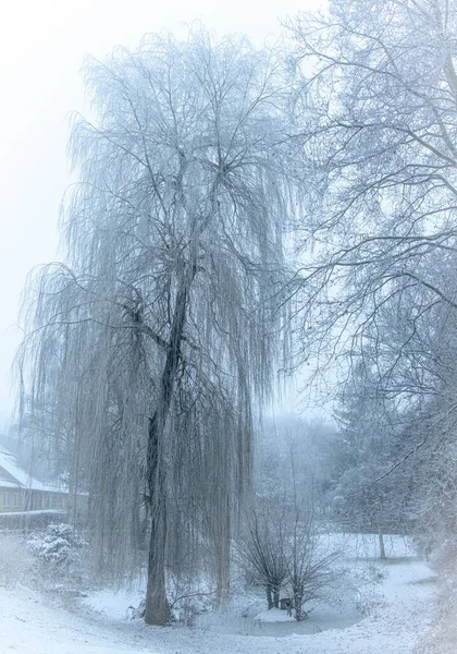 冬季树木的垂直拍 — 图库照片