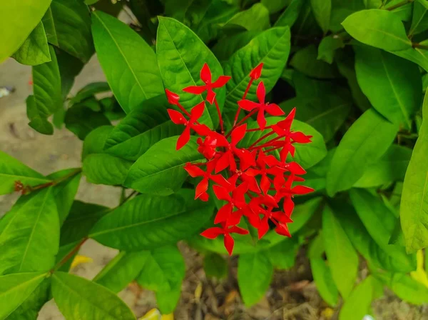 Alxoroideae Jungle Geranium Taken High Angle Shot Фото — стоковое фото