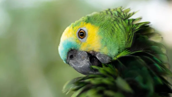 Primer Plano Colorida Amazona Frente Turquesa Pie Sobre Madera Bajo — Foto de Stock