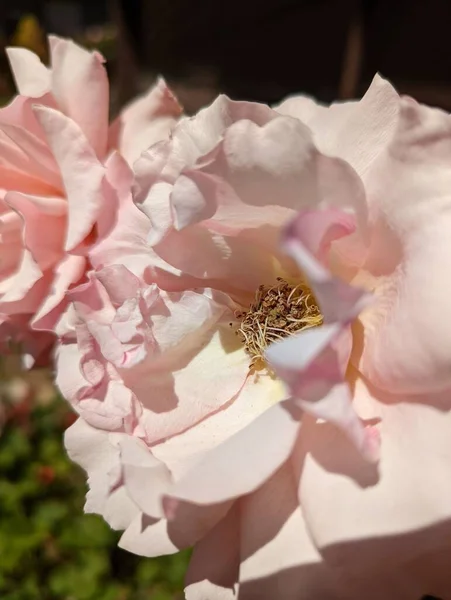 Μια Κάθετη Λήψη Ανοιχτού Ροζ Τριαντάφυλλου Που Ανθίζει Στον Κήπο — Φωτογραφία Αρχείου