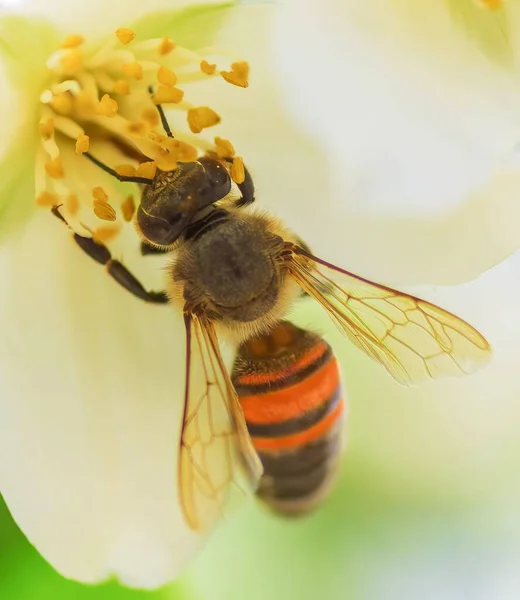 Ένα Κοντινό Πλάνο Μιας Μέλισσας Που Δουλεύει Πάνω Ένα Λουλούδι — Φωτογραφία Αρχείου