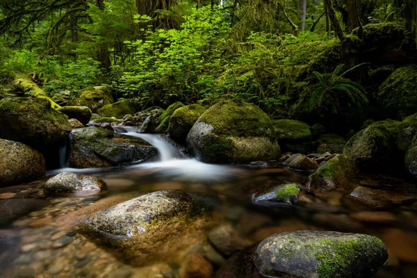 Piccolo Torrente Nel Sentiero Della Salute Roberts Creek Sunshine Coast — Foto Stock