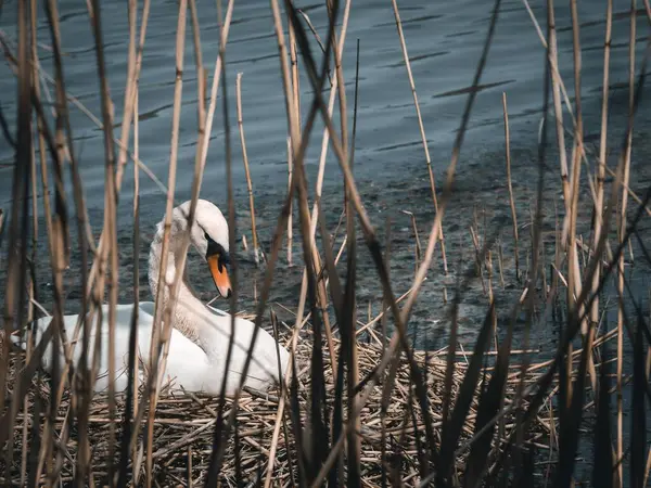 一只天鹅在湖中干树枝后面的特写镜头 — 图库照片