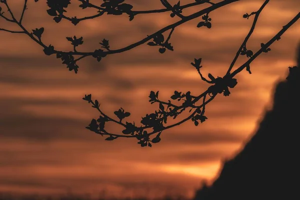 Silhouette Branches Arbres Fleurs Sur Fond Doré — Photo