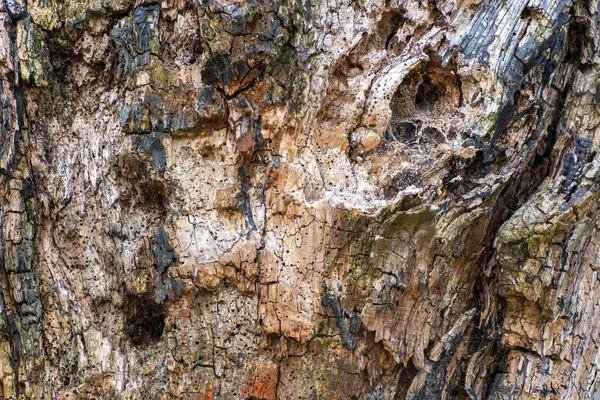 Textur Oder Hintergrund Des Stammes Eines Alten Morschen Baumes Für — Stockfoto