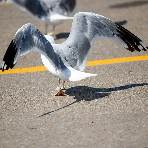 Primer Plano Vertical Una Gaviota Caminando Sobre Camino Asfaltado Estirando — Foto de Stock