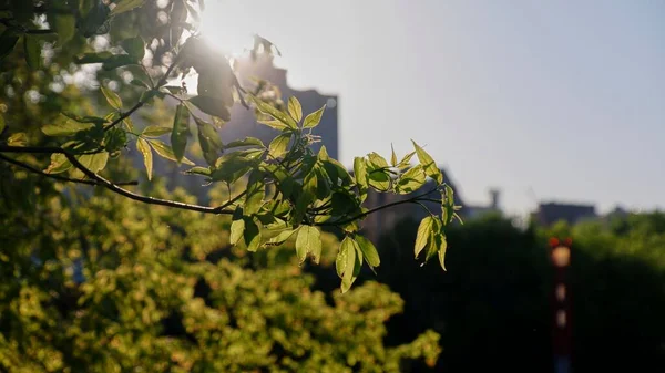 Eine Nahaufnahme Blühender Baumzweige Hintergrund Der Strahlenden Sonne — Stockfoto