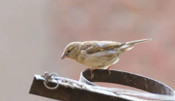 Closeup Female House Sparrow Perched Metal Ring Passer Domesticus — Stock Photo, Image