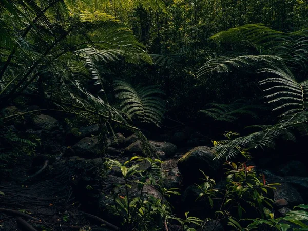 Scenic View Green Tropical Trees Jungle Hawaii — Stock Photo, Image