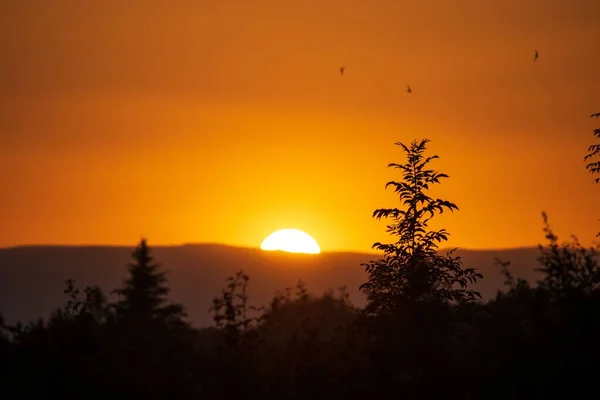 Nízký Úhel Pohledu Krásný Les Při Západu Slunce — Stock fotografie