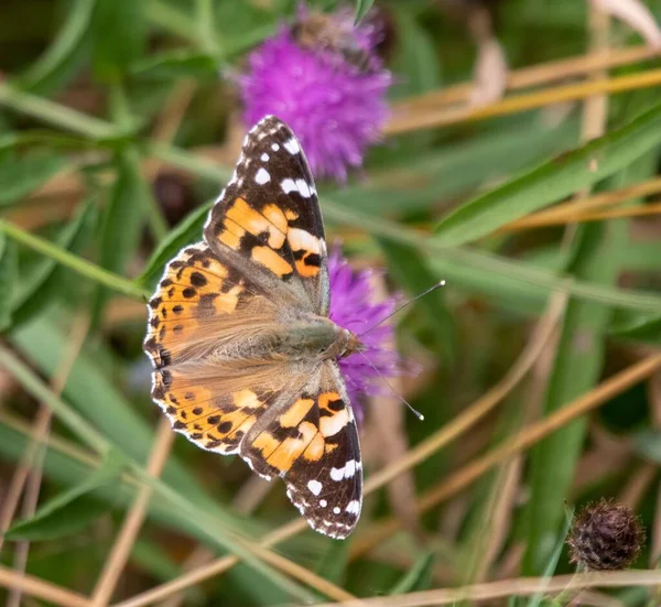 A closeup shot of a Painted lady butterfly flying in the air in daylight