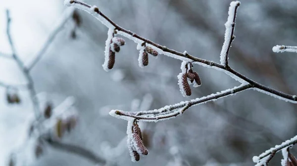 Den Lilla Frusna Barrkottarna Snöiga Trädgren — Stockfoto