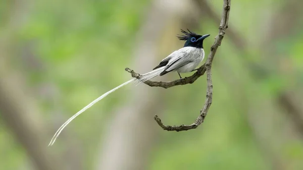 青い背景に美しい長い白い尾を持つ木の枝にインドのパラダイスフライキャッチャーの閉鎖 — ストック写真