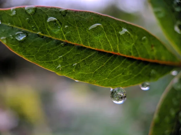 Makroaufnahme Eines Baumblattes Mit Wassertropfen Auf Verschwommenem Hintergrund — Stockfoto