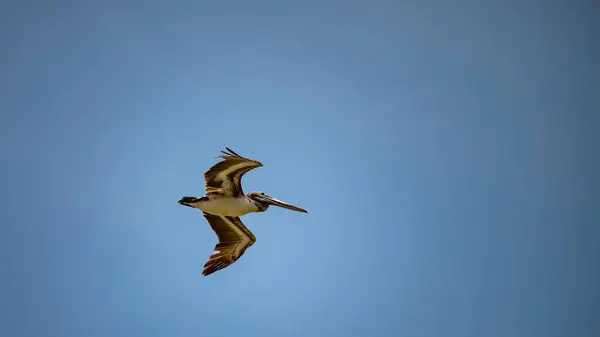 Tiro Ângulo Baixo Pelicano Marrom Voando Céu Azul — Fotografia de Stock