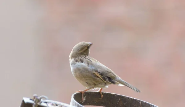 Closeup Female House Sparrow Perched Metal Ring Passer Domesticus — Stock Photo, Image