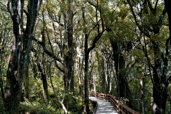 Beautiful Photo Tranquil Walkway Native Trees New Zealand Miford Soun — Stock Photo, Image