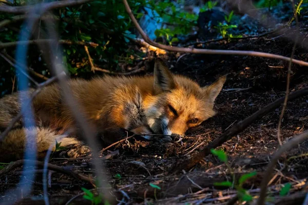 Primer Plano Zorro Rojo Vulpes Vulpes Tratando Dormir Bajo Las —  Fotos de Stock