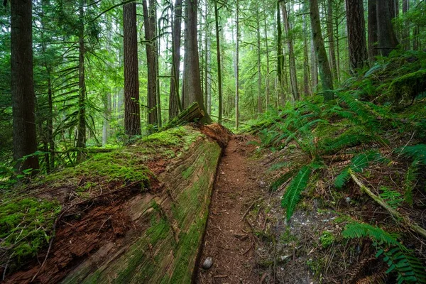 Schilderachtige Health Trail Bij Roberts Creek Sunshine Coast Canada — Stockfoto