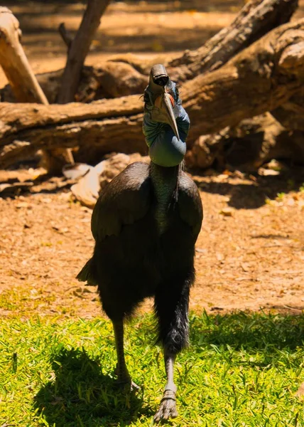 Vertikální Záběr Cassowaru Zoo — Stock fotografie