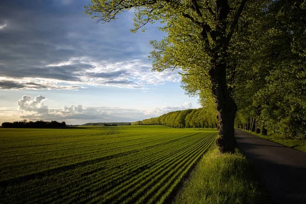 Uma Bela Vista Árvores Campos Verdes Dinamarca — Fotografia de Stock