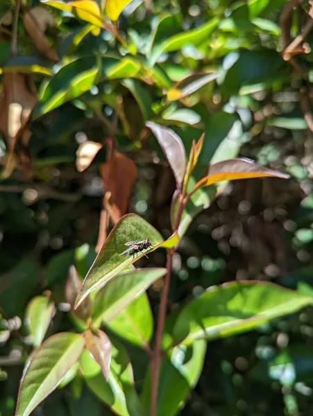 Μια Κάθετη Βολή Μιας Μύγας Ένα Φύλλο Φυτού Στον Κήπο — Φωτογραφία Αρχείου
