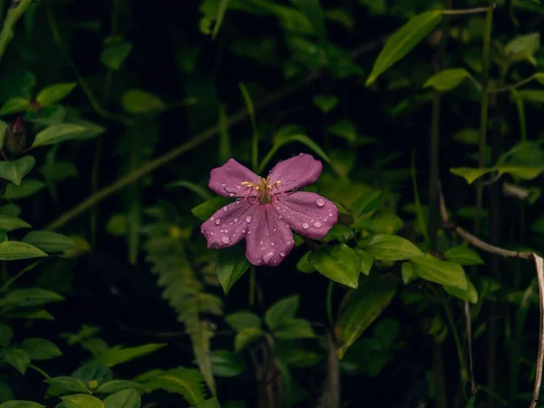 Gros Plan Mélastome Pourpre Malabar Rhododendron Indien Recouvert Gouttes Eau — Photo