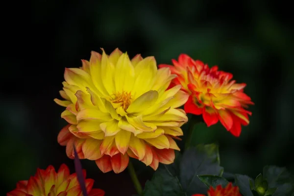Closeup Dahlia Flowers — Stock Photo, Image