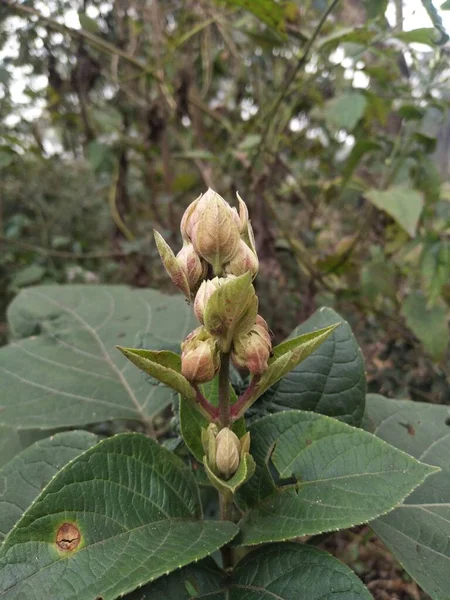 Clerodendrum Infortunatum Bhat Hill Glory Bower Flor Brotes Con Fondo — Foto de Stock