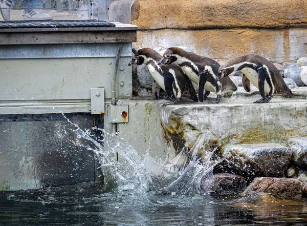 Grupp Bedårande Humboldt Pingvin Tittar Ner Vattnet Köpenhamns Zoo Danmark — Stockfoto