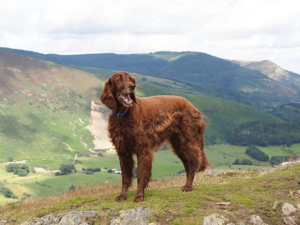 Een Pluizige Bruine Hond Met Enorme Groene Rotsachtige Bergen Achtergrond — Stockfoto