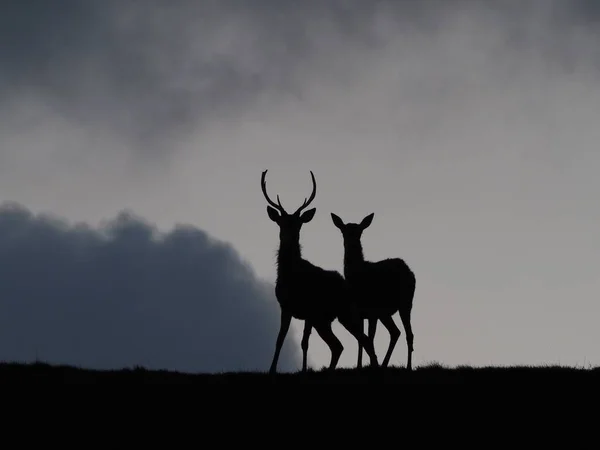 Eine Silhouette Von Zwei Hirschen Auf Einem Hügel Bewölkten Himmel — Stockfoto