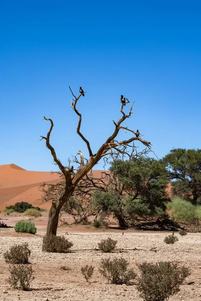 Pied Crow Corvus Albus Black White Bird Perched Tree Namibia — стоковое фото