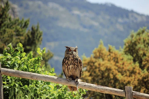 Búho Águila Euroasiático Posó Sobre Una Valla Madera Bubo Bubo — Foto de Stock