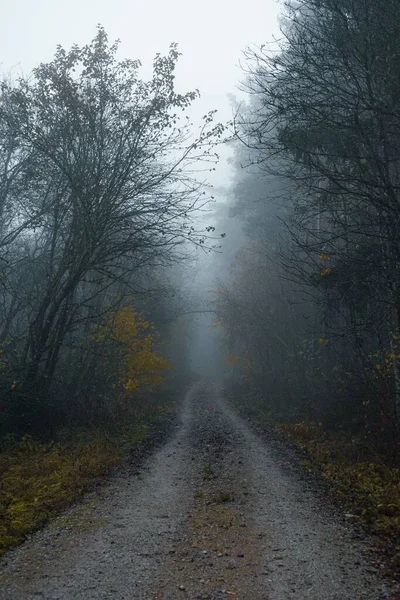 Plano Vertical Una Foto Blanco Negro Camino Entre Árboles Niebla — Foto de Stock