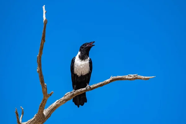 Pied Crow Corvus Albus Black White Bird Perched Tree Namibia — Stock fotografie