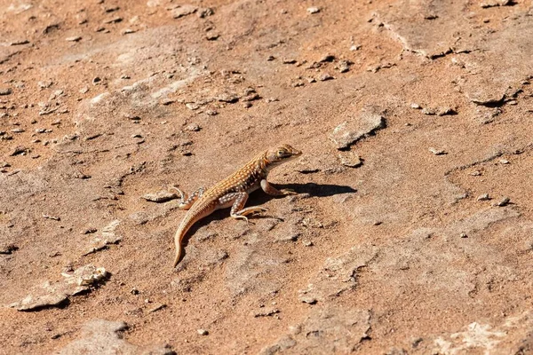 Lagarto Hocico Meroles Anchietae Lagarto Naranja Arena Namibia — Foto de Stock