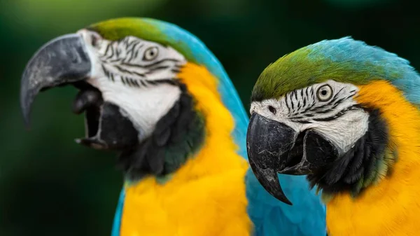 Papağanın Yakın Çekimi Güzel Sarı Mavi Papağan Kuşu Bulanık Arka — Stok fotoğraf