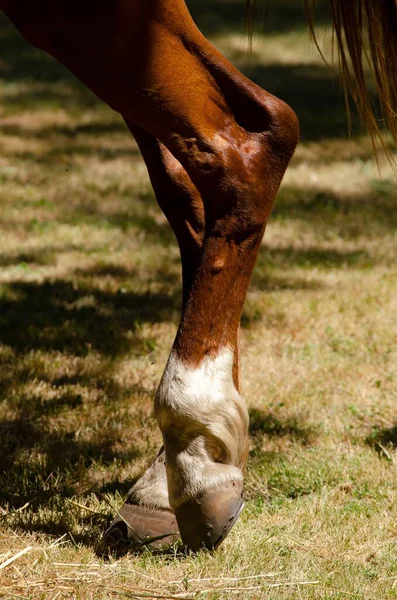 Dettaglio Delle Zampe Posteriori Cavallo — Foto Stock