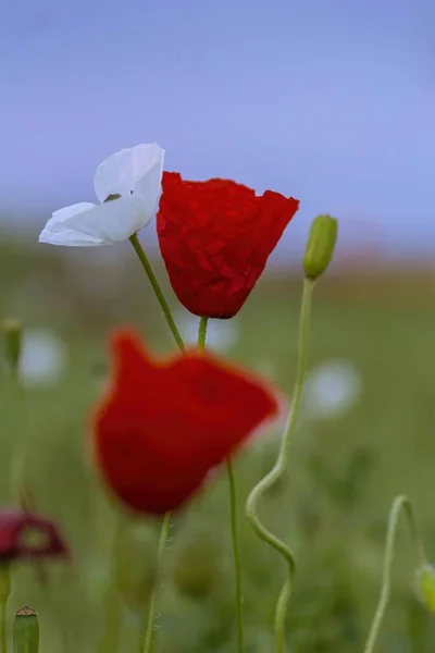 一片片红白相间的罂粟 — 图库照片