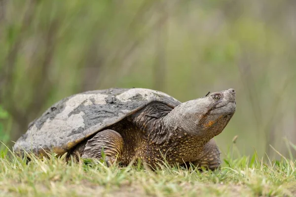 A closeup shot of a big old turtle walking on a grass