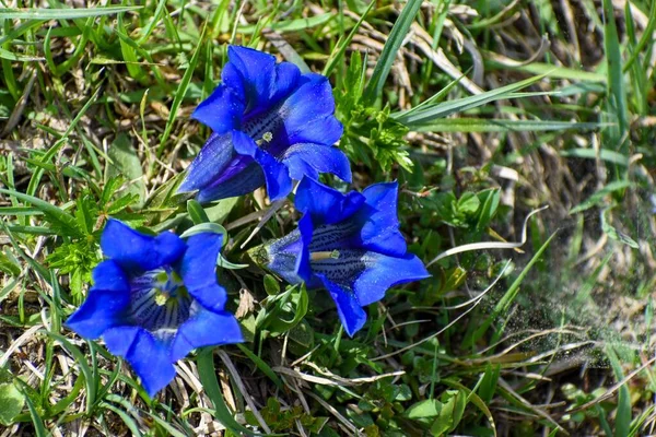 银莲花 Gentiana Clusii 通常被称为甜夫人花 Clusius Gentian 见于山顶上 巴伐利亚Ruhpolding附近的Sonntagshorn — 图库照片