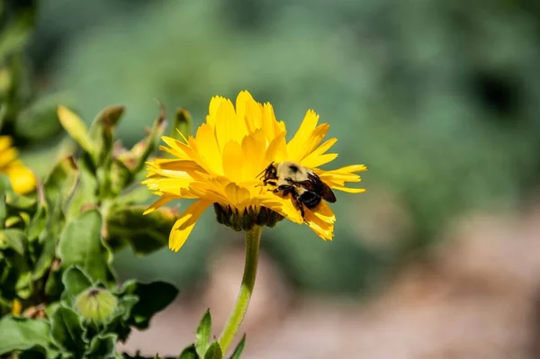 Ape Che Raccoglie Nettare Fiore Giallo Uno Sfondo Sfocato — Foto Stock