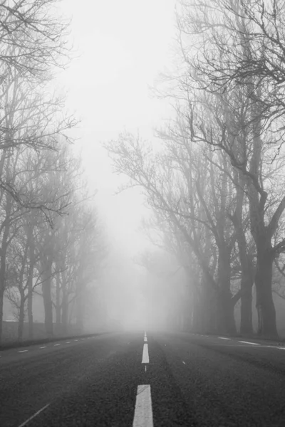 Вертикальний Знімок Чорно Білого Фото Дороги Серед Голих Дерев Тумані — стокове фото