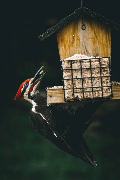 Pájaro Carpintero Apilado Aferra Pajarera Sostiene Comida Pico — Foto de Stock