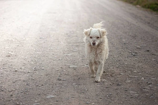 Uma Vista Perto Cão Branco Vadio Andando Estrada Campo Luz — Fotografia de Stock