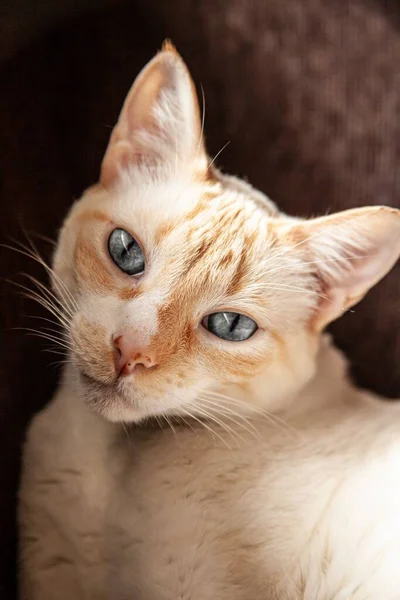 一只有一双漂亮蓝眼睛的生姜塔比猫的竖直照片 — 图库照片