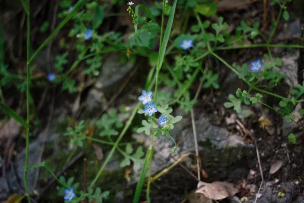 庭の小さな赤ちゃんの青い目の花のクローズアップ — ストック写真