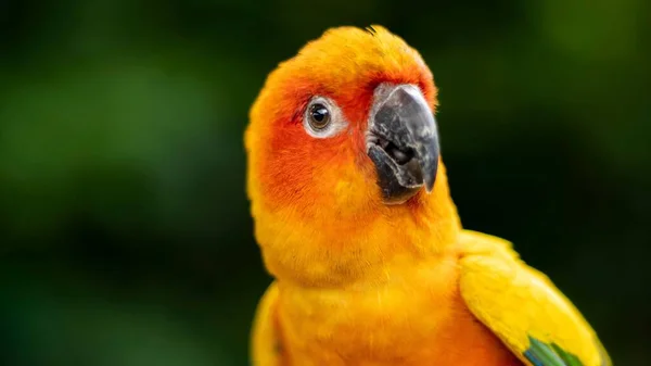 Closeup Sun Parakeet Sun Conure Beautiful Yellow Orange Parrot Bird — Stock Photo, Image